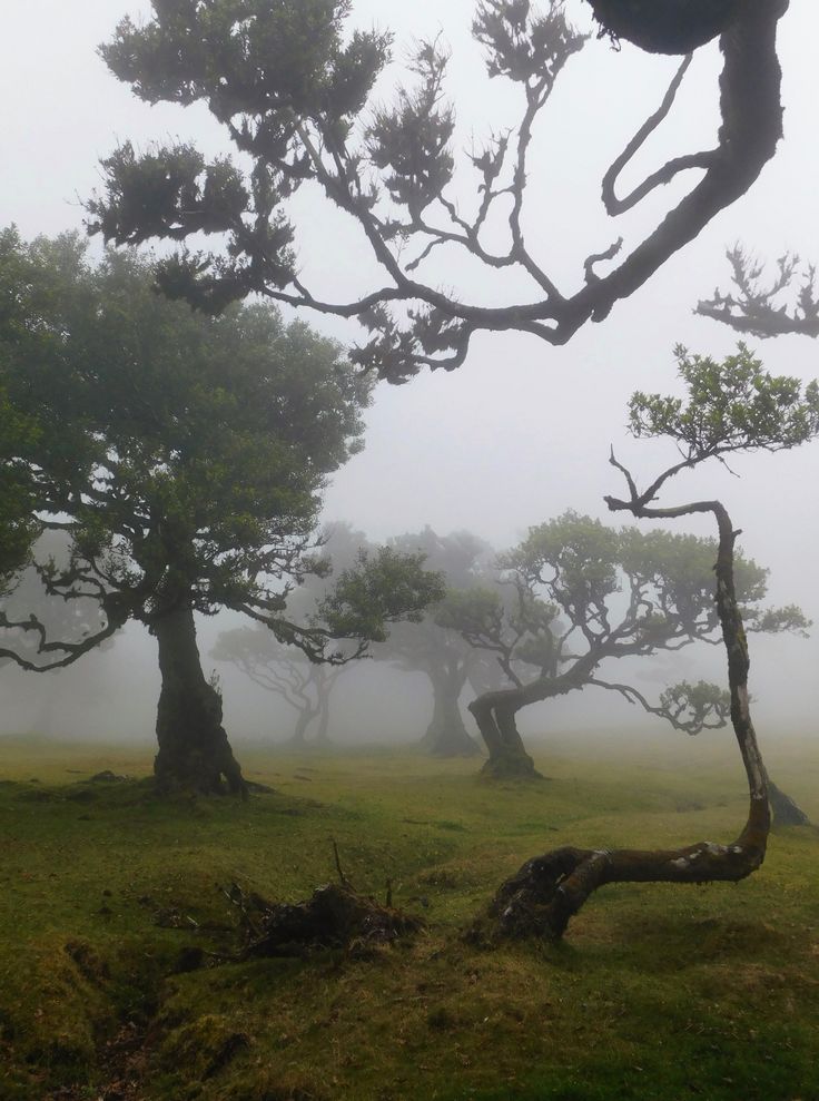 Bosque de Fanal, Madeira
